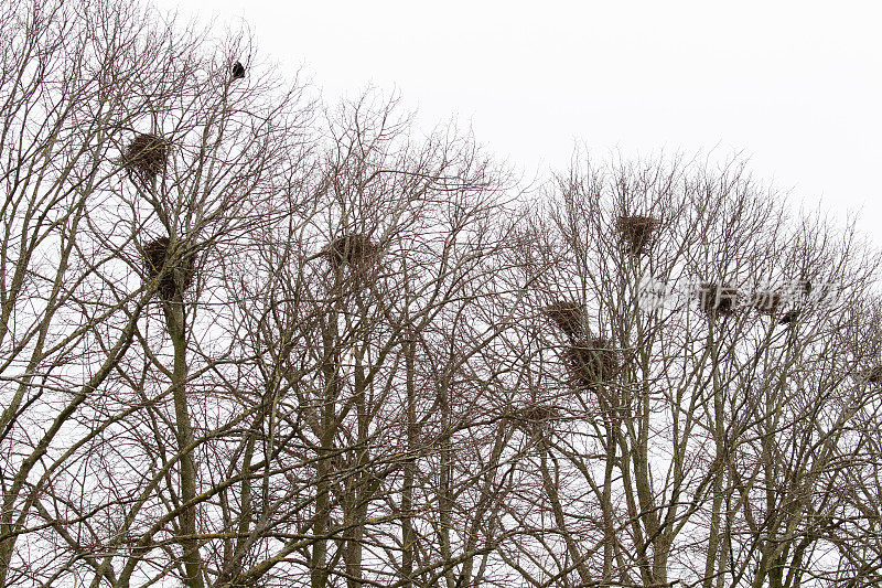 乌鸦（Corvus frugilegus）